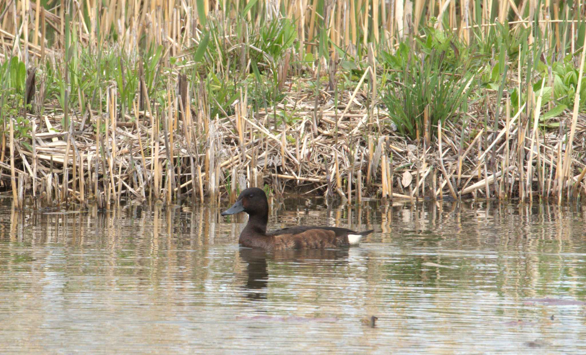 Photo of Baer's Pochard at Mizumoto Park by morinokotori