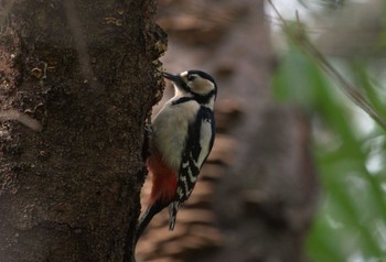 Great Spotted Woodpecker Mizumoto Park Tue, 4/2/2024