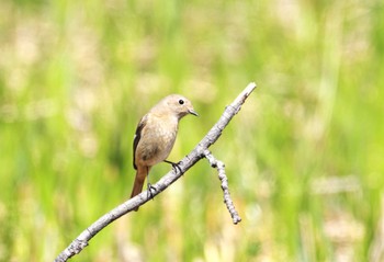 Daurian Redstart Mizumoto Park Tue, 4/2/2024