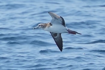 Streaked Shearwater 隠岐(島根県) Sat, 3/30/2024