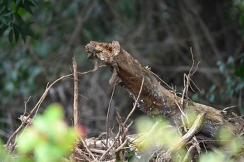 未同定 筑波実験植物園 2024年3月20日(水)