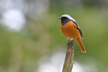 Daurian Redstart 筑波実験植物園 Wed, 3/20/2024