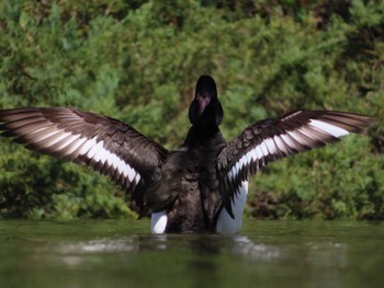 Tufted Duck Oikeshinsui Park Sun, 3/31/2024