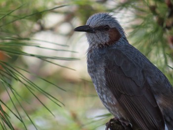 Brown-eared Bulbul Oikeshinsui Park Sun, 3/31/2024