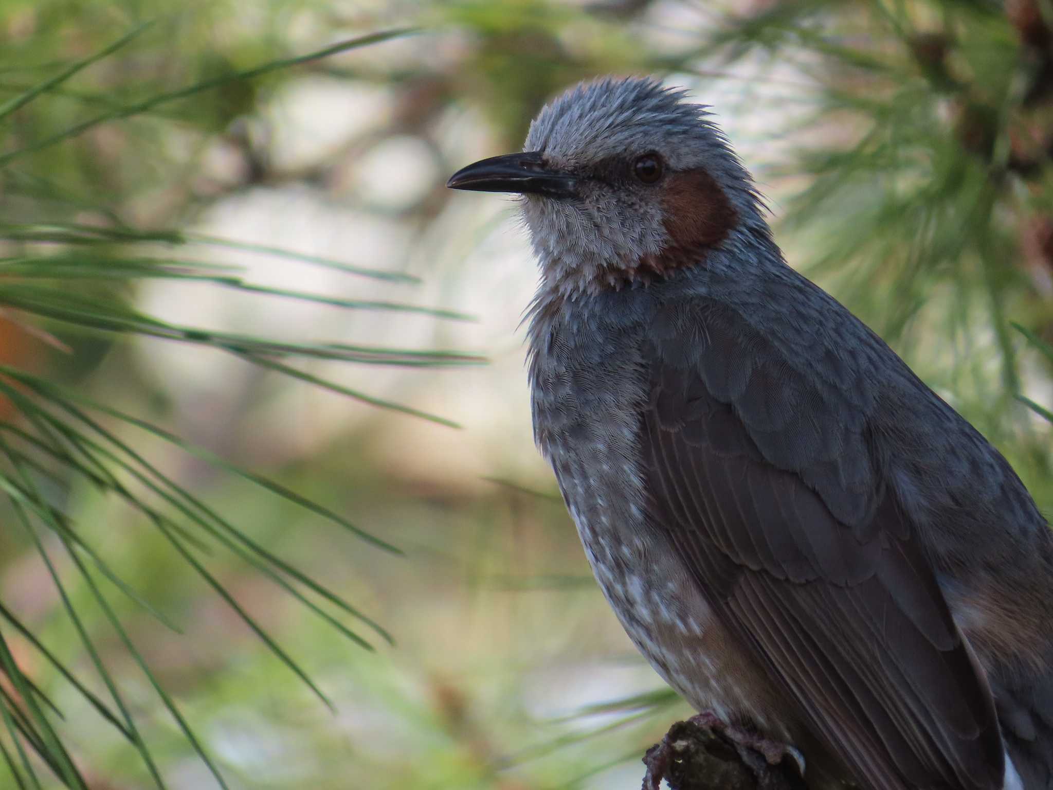 Photo of Brown-eared Bulbul at Oikeshinsui Park by kou