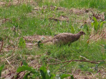 Green Pheasant 春日部市 Tue, 4/2/2024