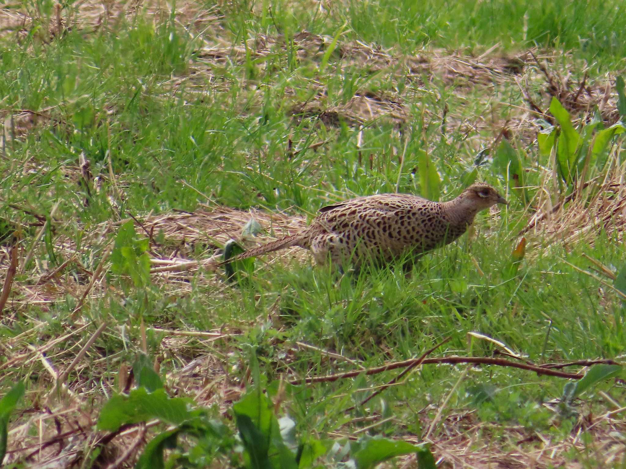 Photo of Green Pheasant at 春日部市 by kou