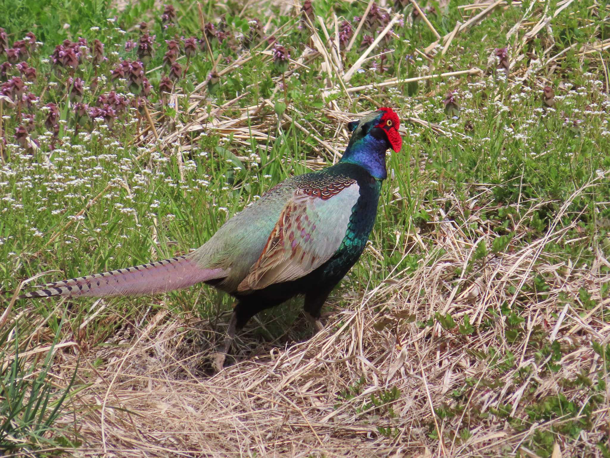 Photo of Green Pheasant at 春日部市 by kou