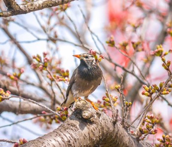 White-cheeked Starling 町田市 Tue, 4/2/2024