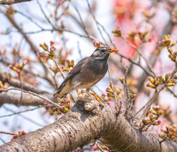 White-cheeked Starling 町田市 Tue, 4/2/2024