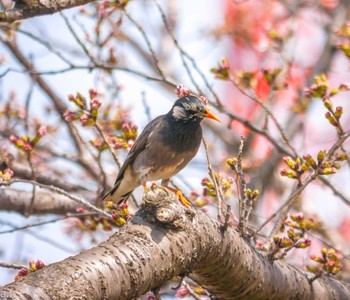 White-cheeked Starling 町田市 Tue, 4/2/2024