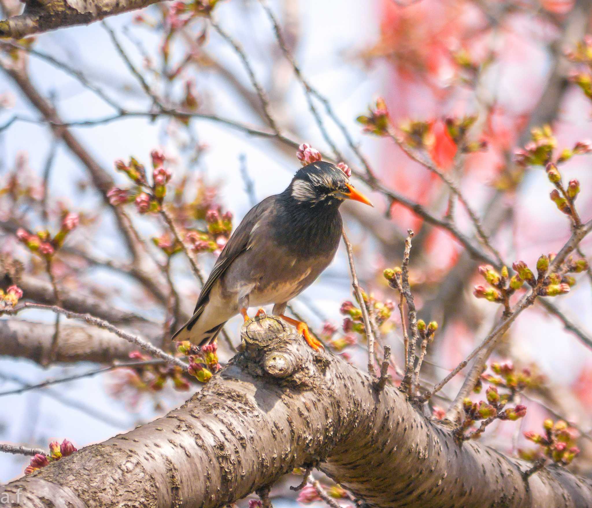 Photo of White-cheeked Starling at 町田市 by a.f.