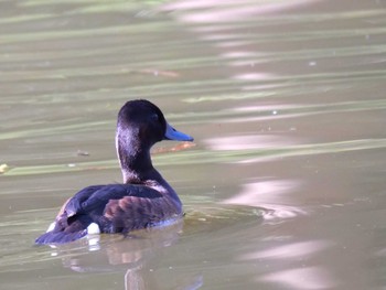 Baer's Pochard Unknown Spots Sun, 3/31/2024