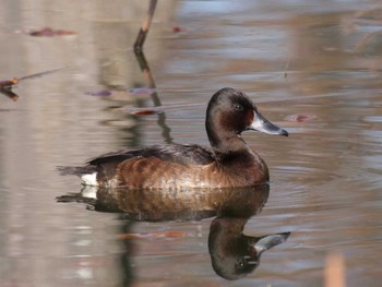 Baer's Pochard Unknown Spots Sun, 3/31/2024