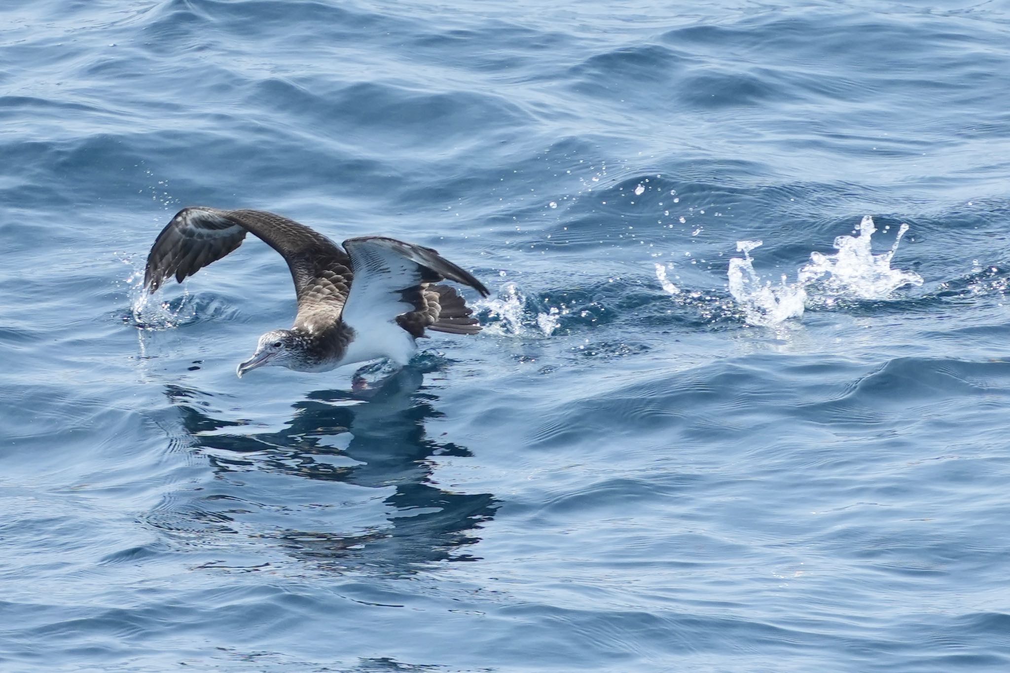 Photo of Streaked Shearwater at 隠岐(島根県) by あらどん