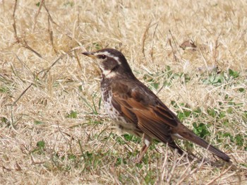 Dusky Thrush 平筒沼(宮城県登米市) Thu, 3/28/2024