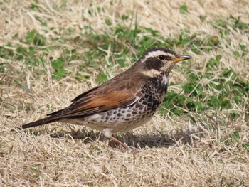 Dusky Thrush 平筒沼(宮城県登米市) Thu, 3/28/2024