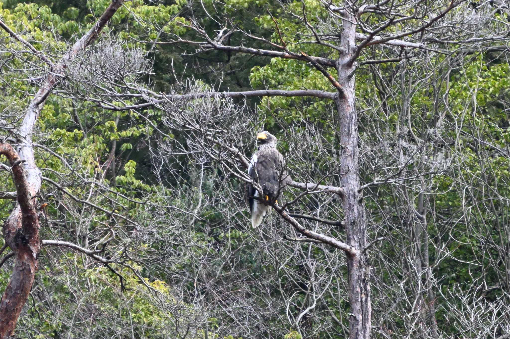 Steller's Sea Eagle