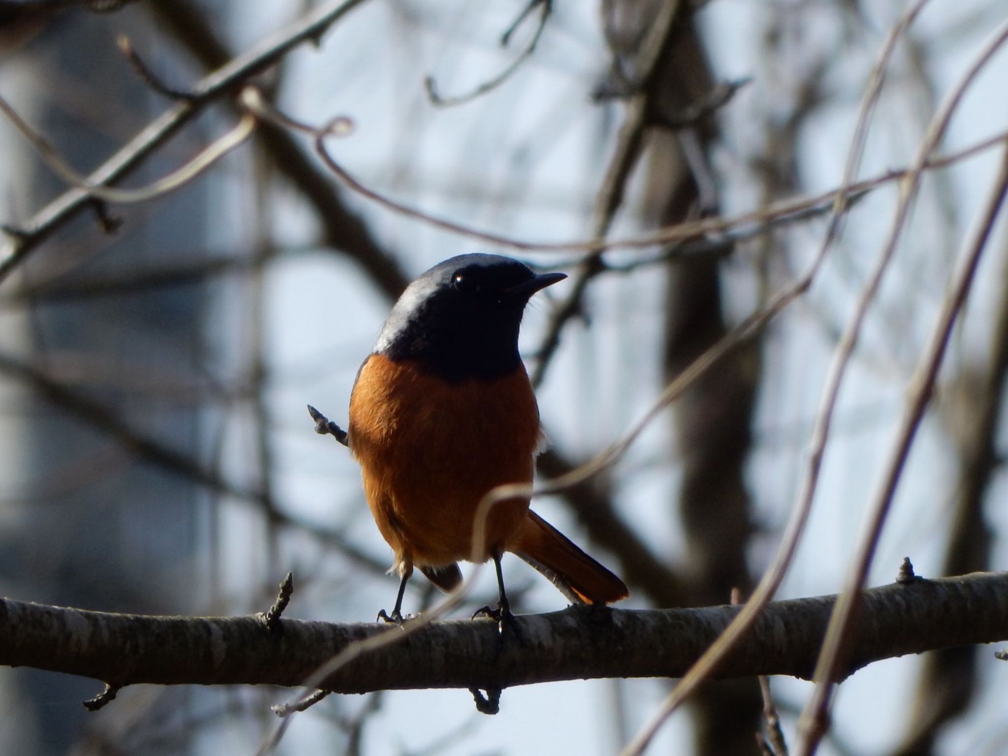 Photo of Daurian Redstart at 飯谷山 by HIKARI  ξ(｡◕ˇ◊ˇ◕｡)ξ