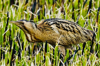 Eurasian Bittern Unknown Spots Sun, 3/24/2024