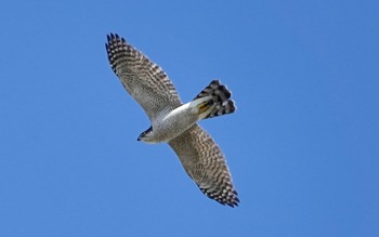 2018年12月18日(火) 葛西臨海公園の野鳥観察記録