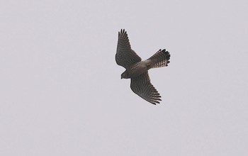 2024年4月2日(火) 淀川河川公園の野鳥観察記録