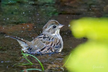 Sun, 3/31/2024 Birding report at 近所