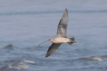 ホウロクシギ 葛西臨海公園 2024年3月31日(日)