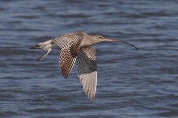 ホウロクシギ 葛西臨海公園 2024年3月31日(日)