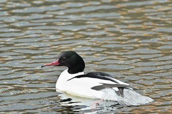 Common Merganser 厚木市 Mon, 2/19/2024