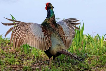 Green Pheasant ふれあい松戸川 Sun, 3/31/2024