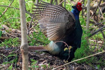 Green Pheasant ふれあい松戸川 Sun, 3/31/2024