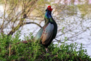 Green Pheasant ふれあい松戸川 Sun, 3/31/2024