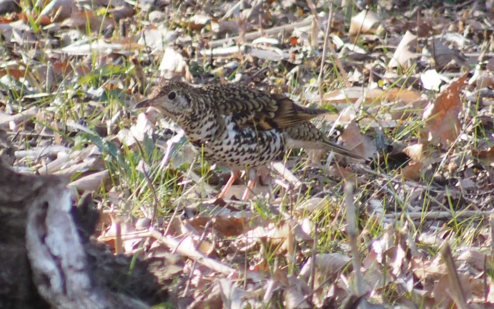 舞岡公園 トラツグミの写真 by 鳥忠