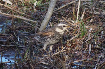 Dusky Thrush Maioka Park Unknown Date