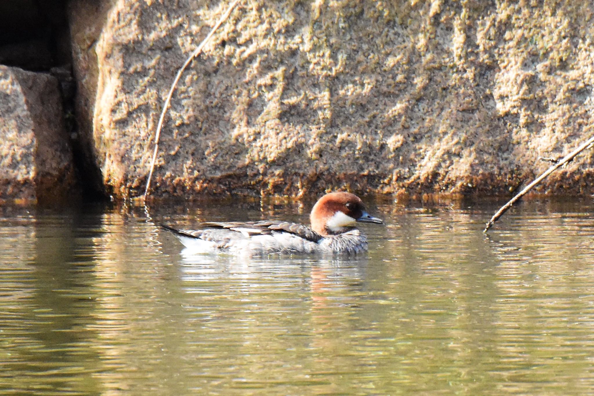 Photo of Smew at Akashi Park by ningenrimokon