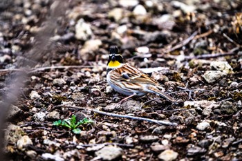 Mon, 4/1/2024 Birding report at 赤城自然園