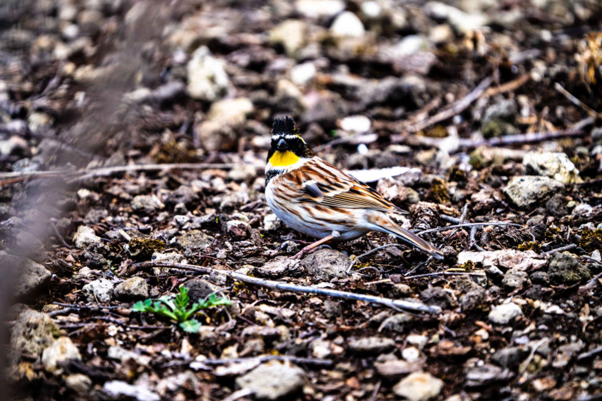 Yellow-throated Bunting