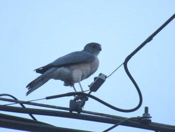 Japanese Sparrowhawk 神奈川県横浜市 Tue, 4/2/2024