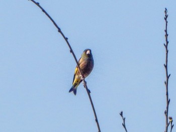 Grey-capped Greenfinch 飯谷山 Sun, 3/31/2024