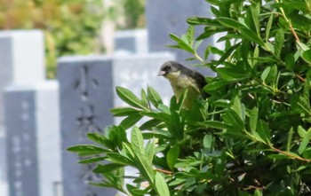 Masked Bunting Tama Cemetery Sun, 3/31/2024