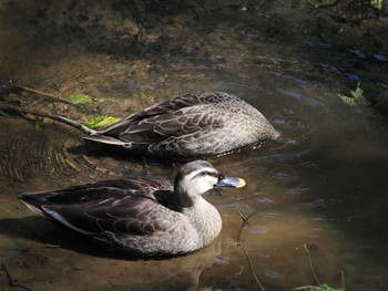 Eastern Spot-billed Duck Higashitakane Forest park Sun, 3/31/2024