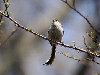 エナガ 東高根森林公園 2024年3月31日(日)