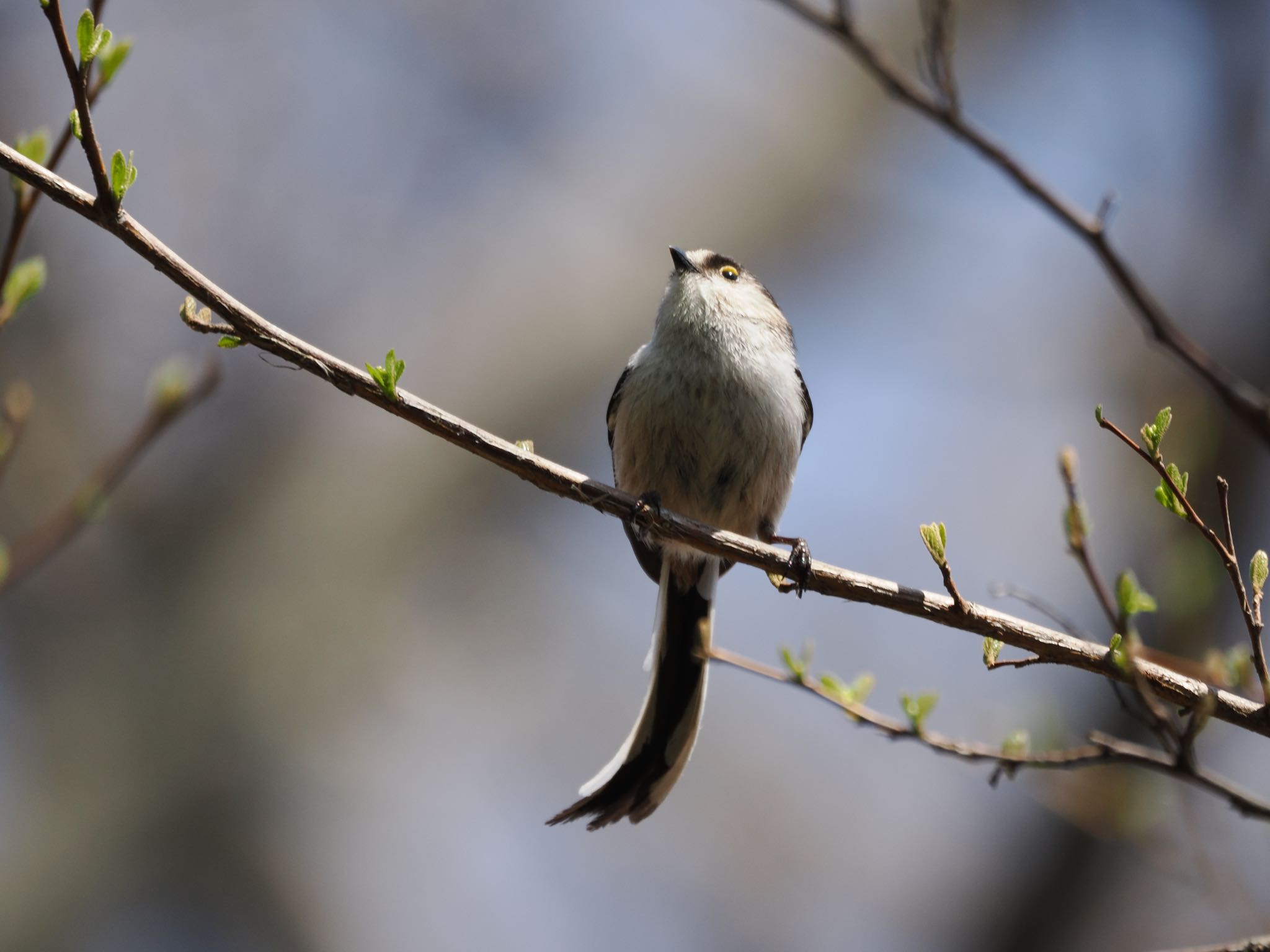 Long-tailed Tit