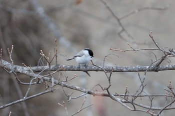 Marsh Tit 中標津町 Sat, 3/16/2024