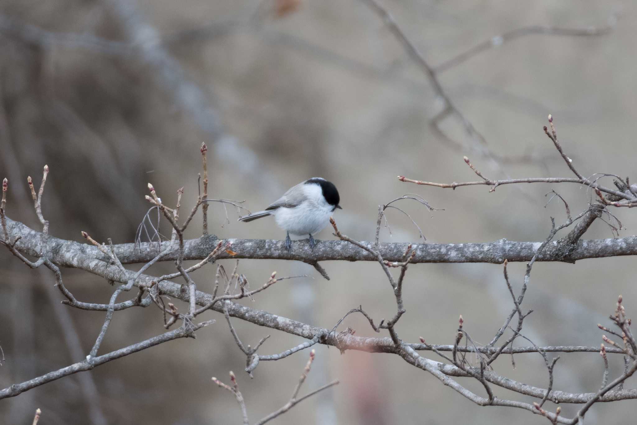 Photo of Marsh Tit at 中標津町 by Love & Birds