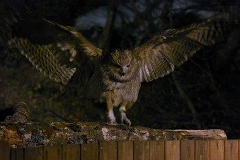 Blakiston's Fish Owl 養老牛温泉(湯宿だいいち) Sat, 3/16/2024