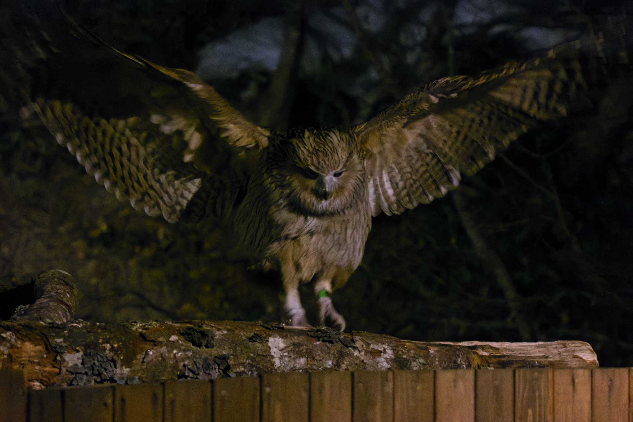 Photo of Blakiston's Fish Owl at 養老牛温泉(湯宿だいいち) by Love & Birds
