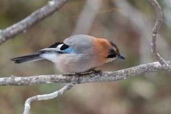 Eurasian Jay(brandtii) 中標津町 Sun, 3/17/2024