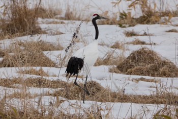 Red-crowned Crane Unknown Spots Sun, 3/17/2024